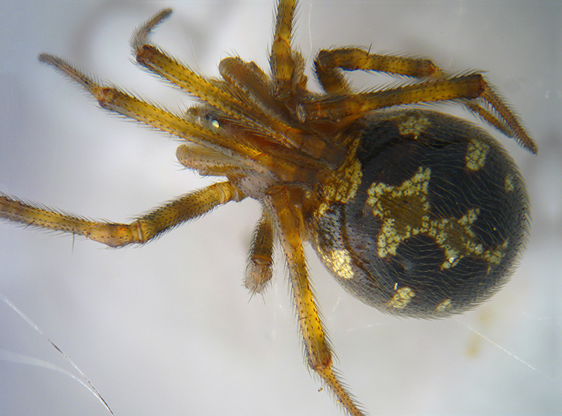 Steatoda triangulosa - Albizzate (VA)